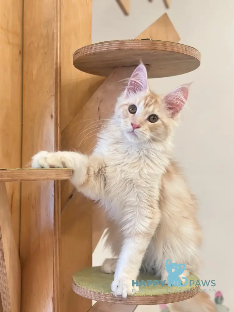 Iris Maine Coon male red silver tabby live animals