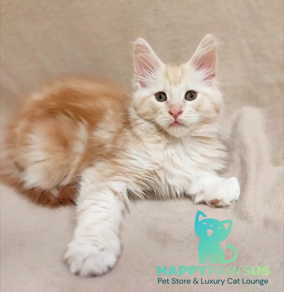 Iris Maine Coon male red silver tabby live animals