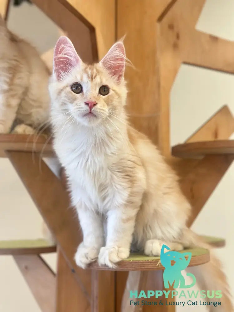 Iris Maine Coon male red silver tabby live animals