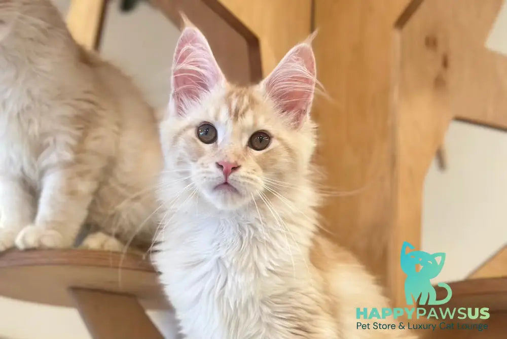 Iris Maine Coon male red silver tabby live animals