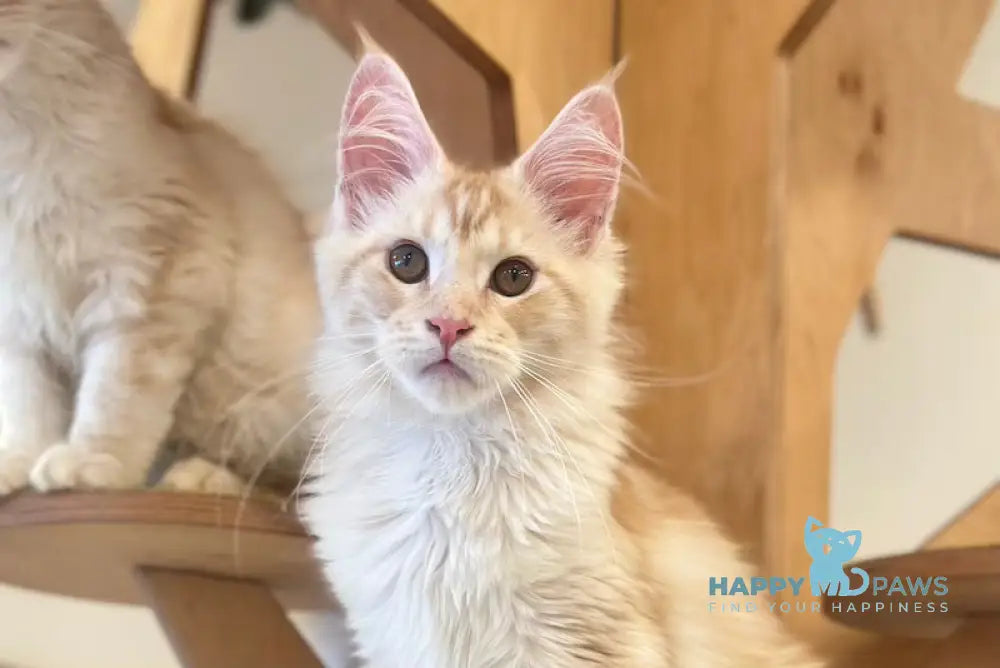 Iris Maine Coon male red silver tabby live animals
