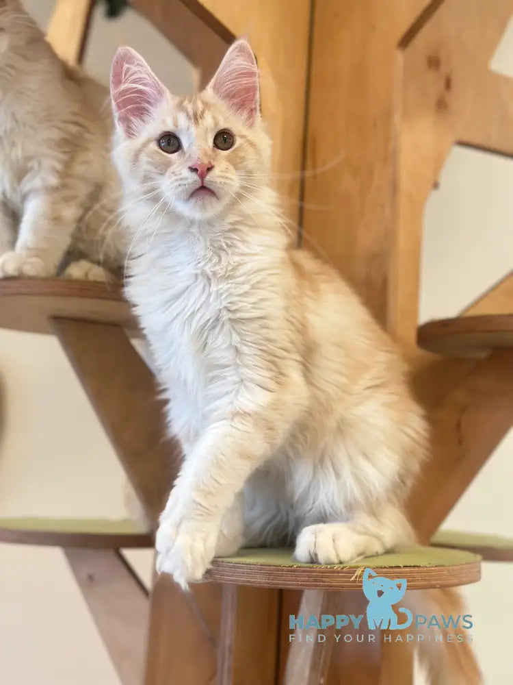 Iris Maine Coon male red silver tabby live animals