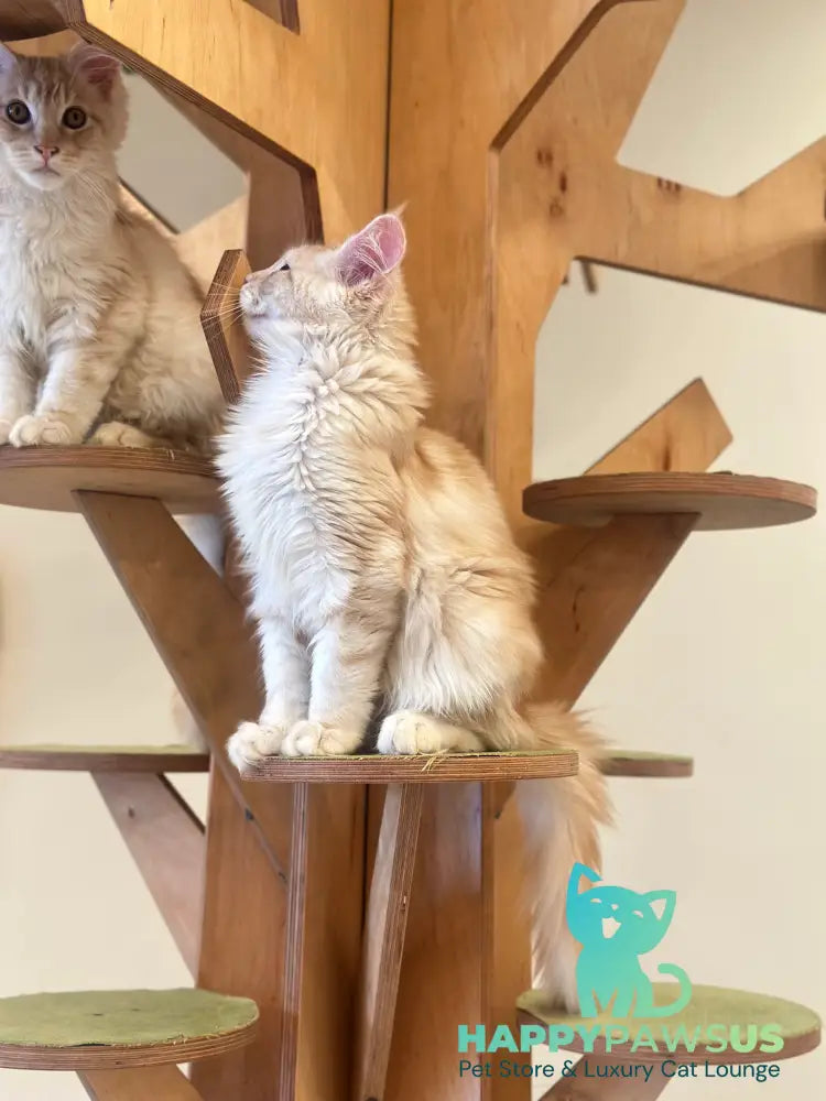 Iris Maine Coon male red silver tabby live animals