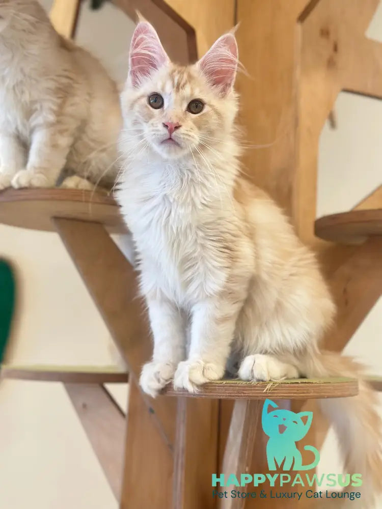 Iris Maine Coon male red silver tabby live animals
