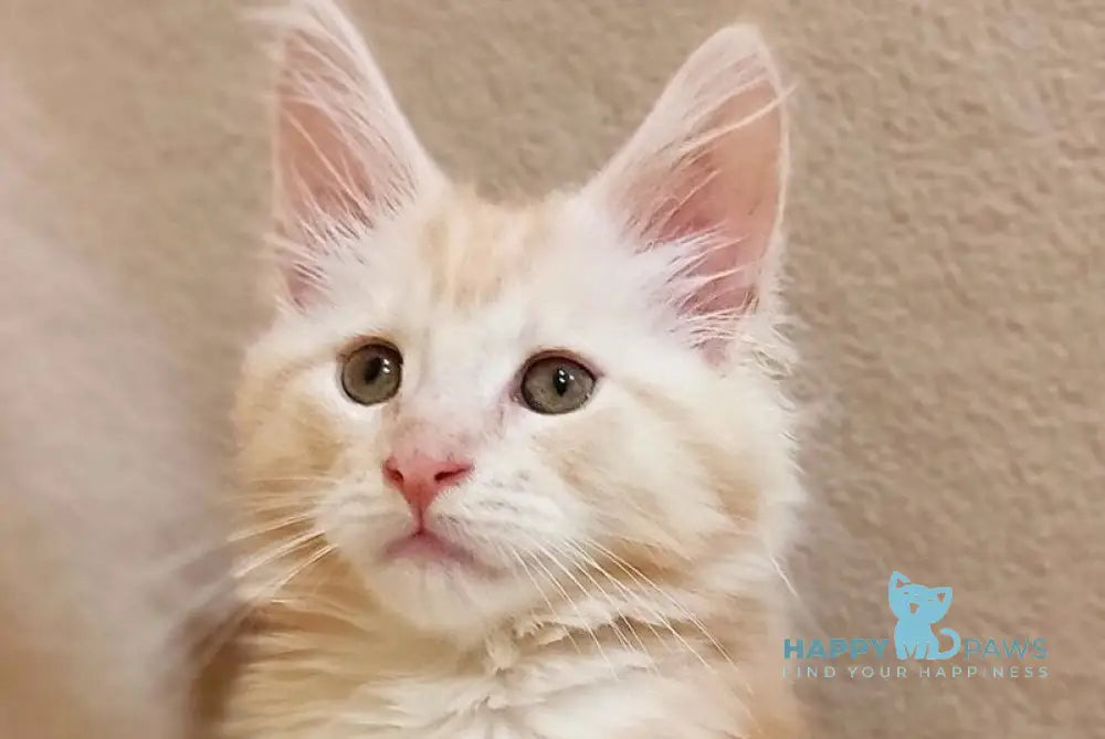 Iris Maine Coon male red silver tabby live animals