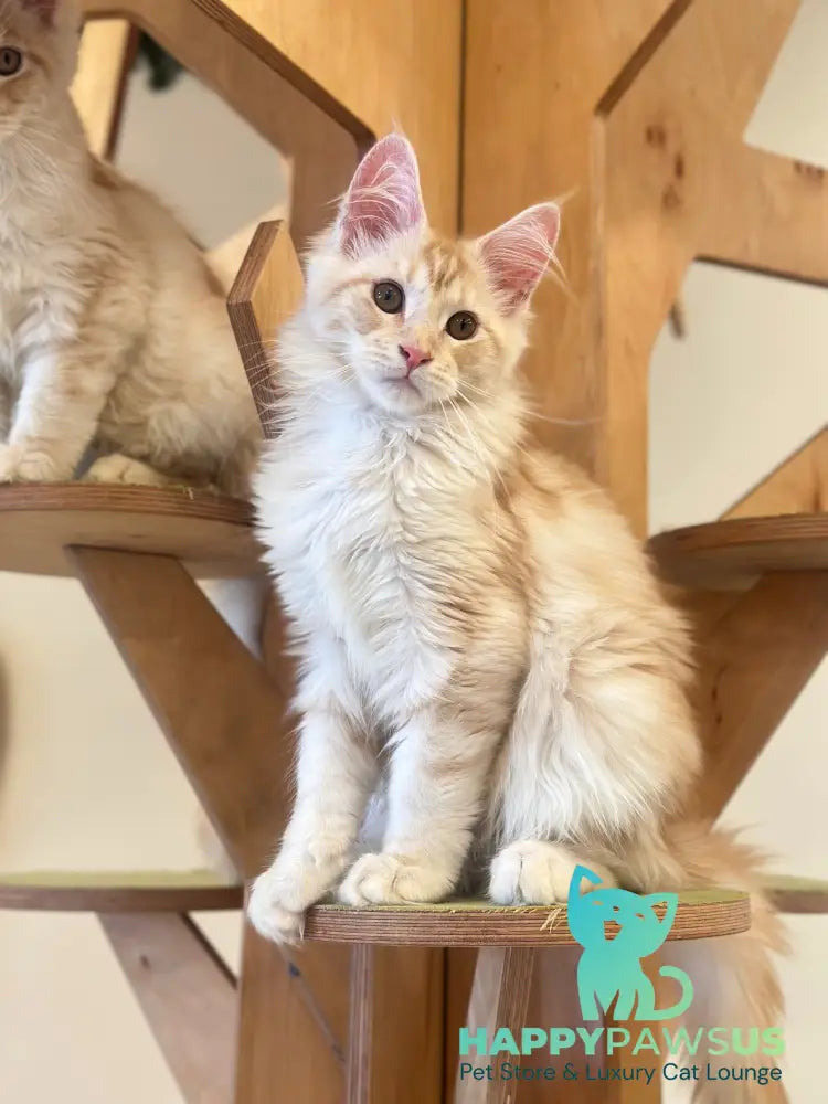 Iris Maine Coon male red silver tabby live animals