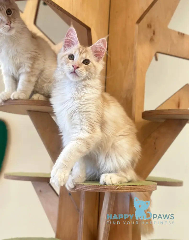 Iris Maine Coon male red silver tabby live animals