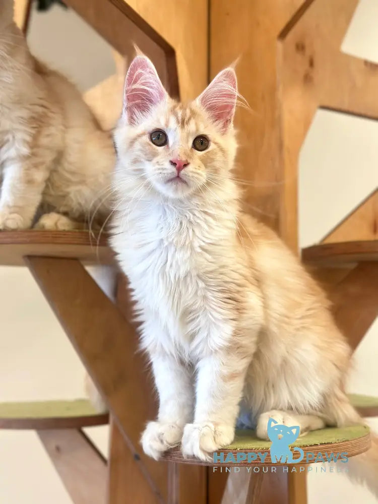 Iris Maine Coon male red silver tabby live animals