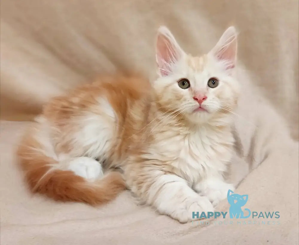 Iris Maine Coon male red silver tabby live animals