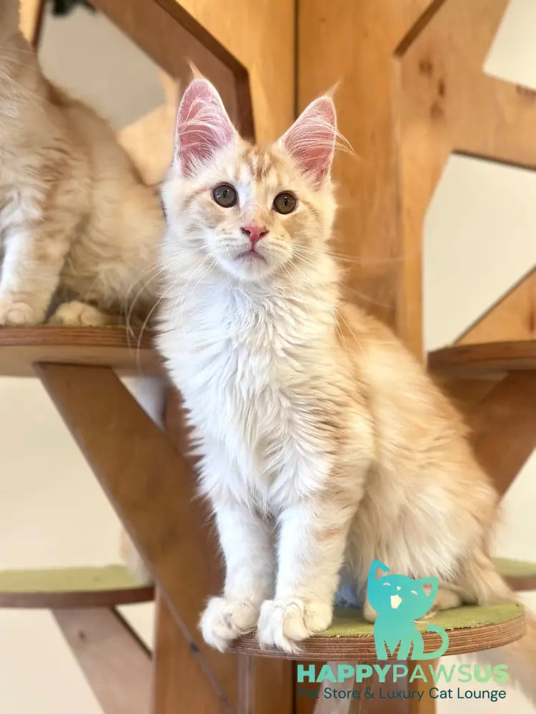 Iris Maine Coon male red silver tabby live animals