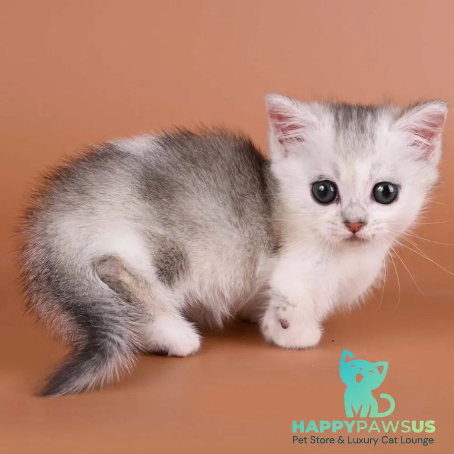 Iris Munchkin female black silver ticked tabby bicolour - live animals
