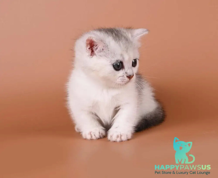 Iris Munchkin female black silver ticked tabby bicolour - live animals
