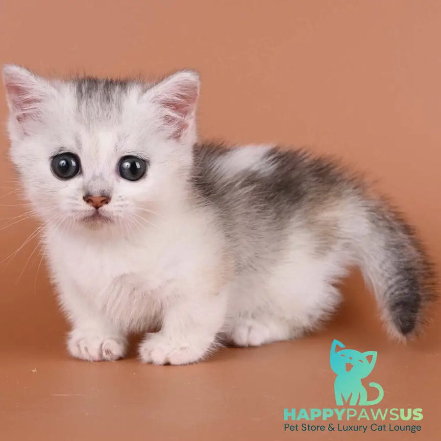 Iris Munchkin female black silver ticked tabby bicolour - live animals
