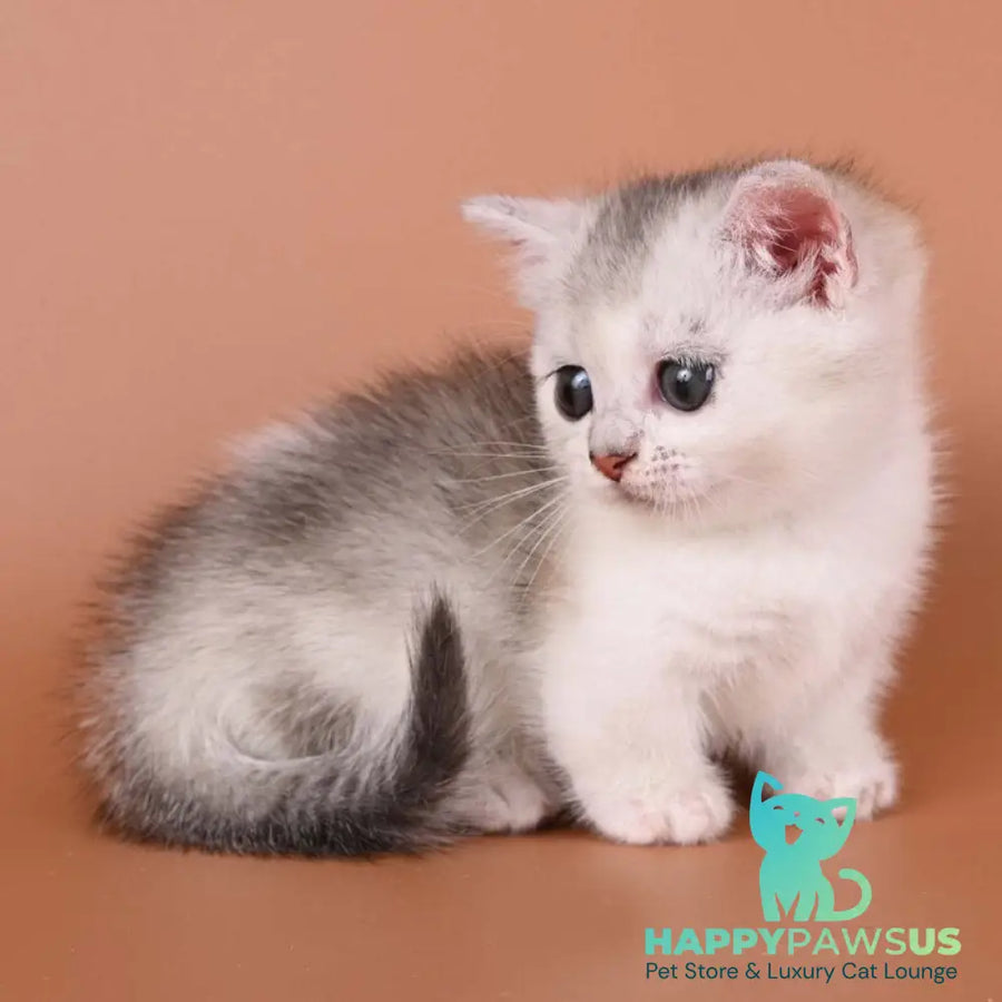 Iris Munchkin female black silver ticked tabby bicolour - live animals