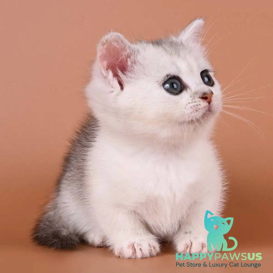 Iris Munchkin female black silver ticked tabby bicolour - live animals