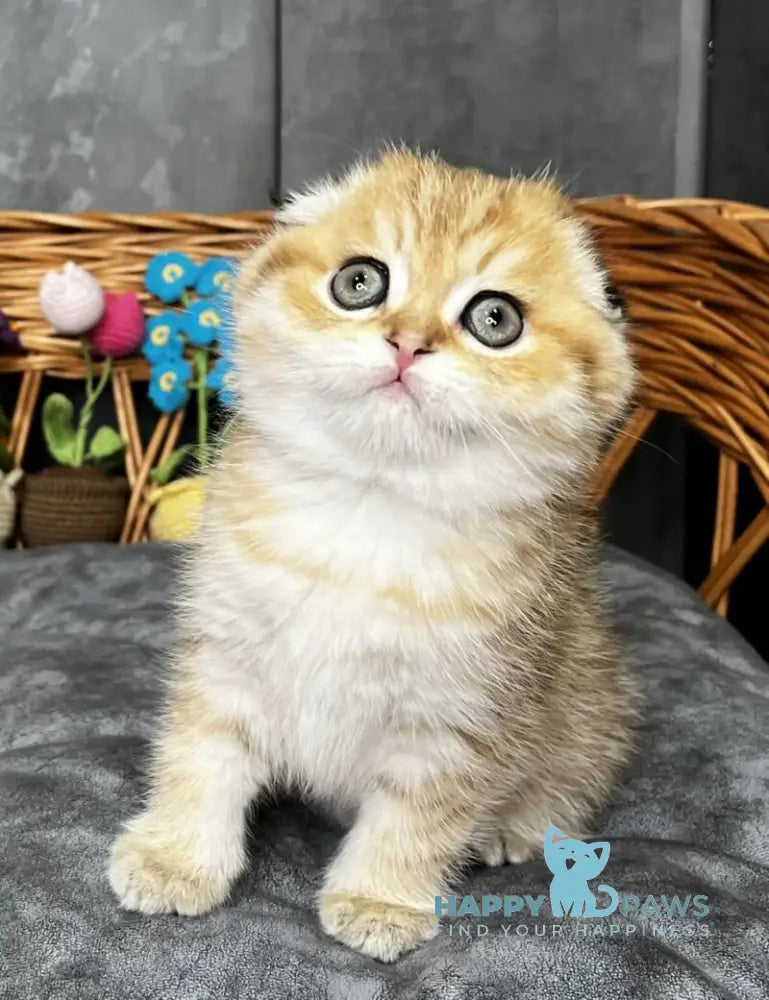 Iris Scottish Fold female black golden spotted tabby live animals