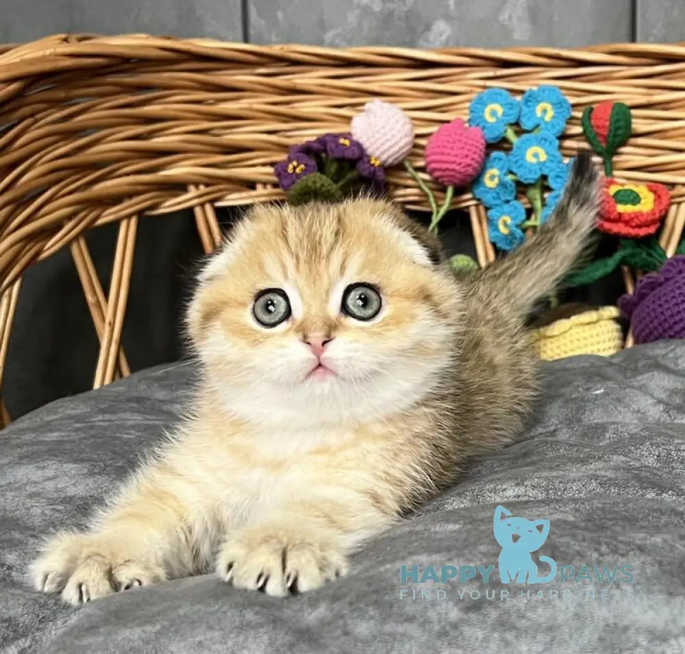 Iris Scottish Fold female black golden spotted tabby live animals