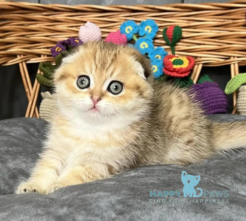 Iris Scottish Fold female black golden spotted tabby live animals