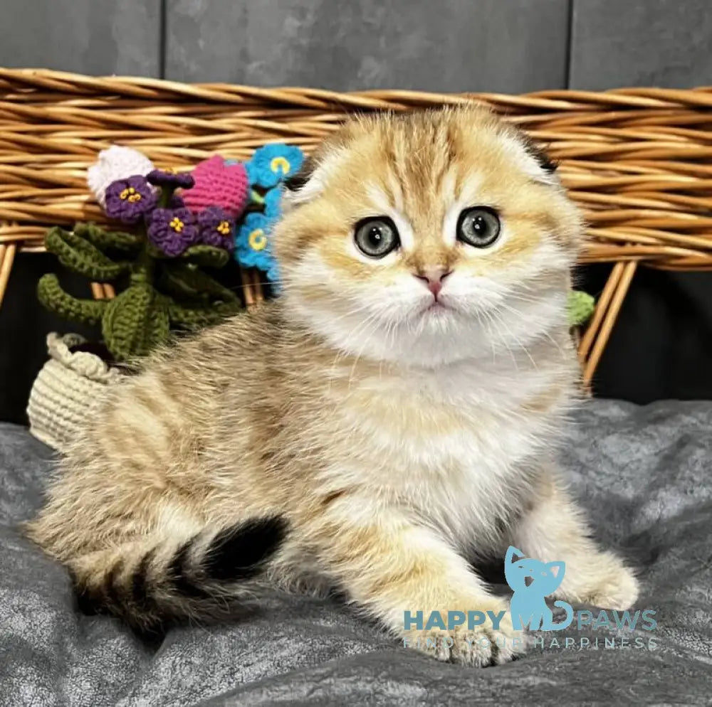 Iris Scottish Fold female black golden spotted tabby live animals