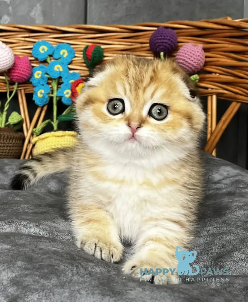 Iris Scottish Fold female black golden spotted tabby live animals