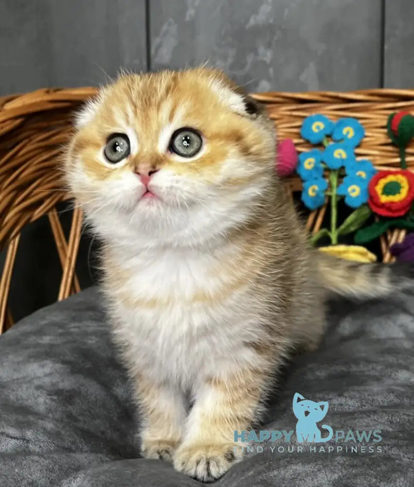 Iris Scottish Fold female black golden spotted tabby live animals