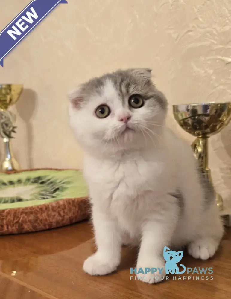 Iris Scottish Fold male blue spotted tabby harlequin live animals