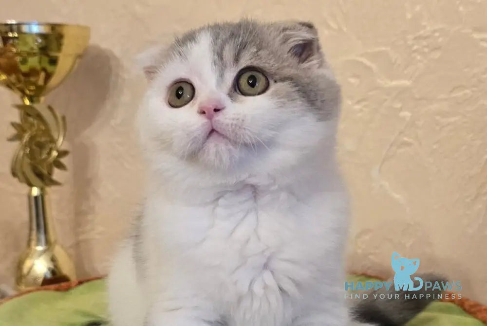 Iris Scottish Fold male blue spotted tabby harlequin live animals