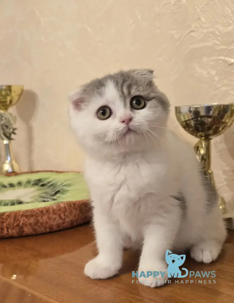 Iris Scottish Fold male blue spotted tabby harlequin live animals