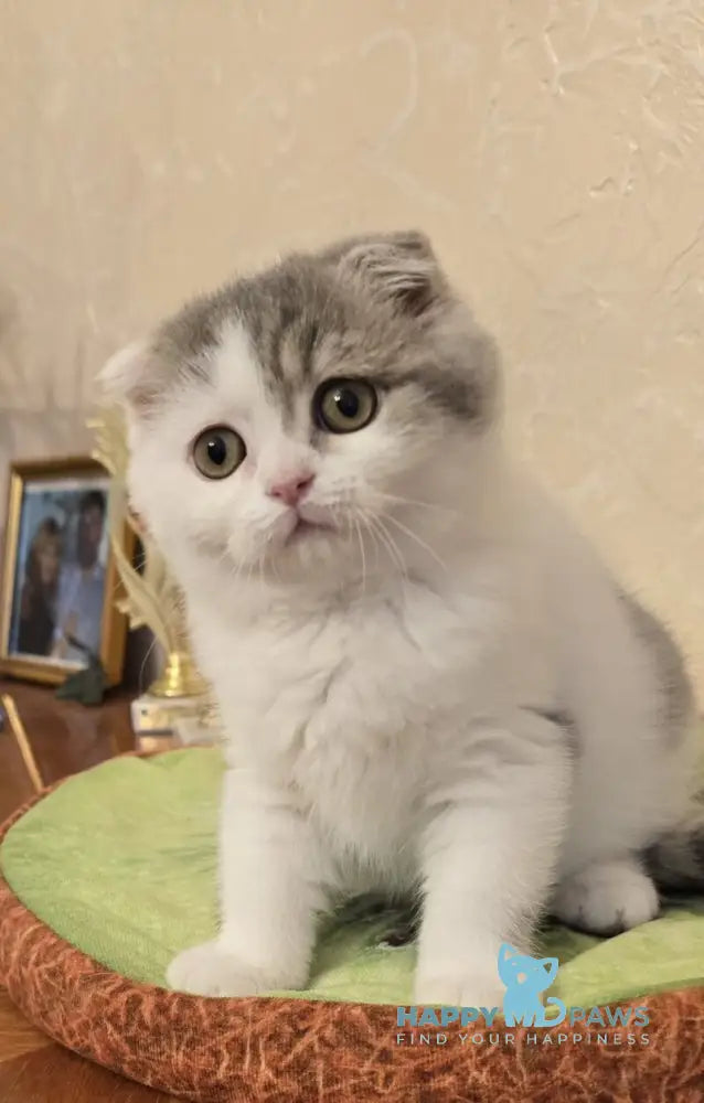 Iris Scottish Fold male blue spotted tabby harlequin live animals