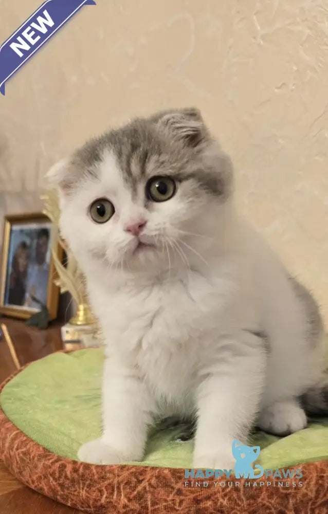 Iris Scottish Fold male blue spotted tabby harlequin live animals