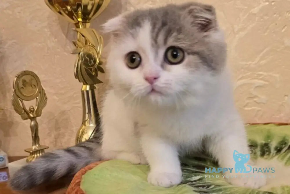 Iris Scottish Fold male blue spotted tabby harlequin live animals