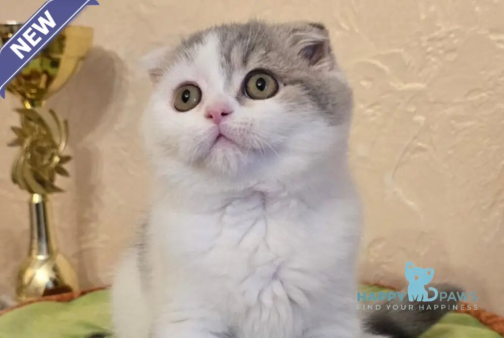 Iris Scottish Fold male blue spotted tabby harlequin live animals