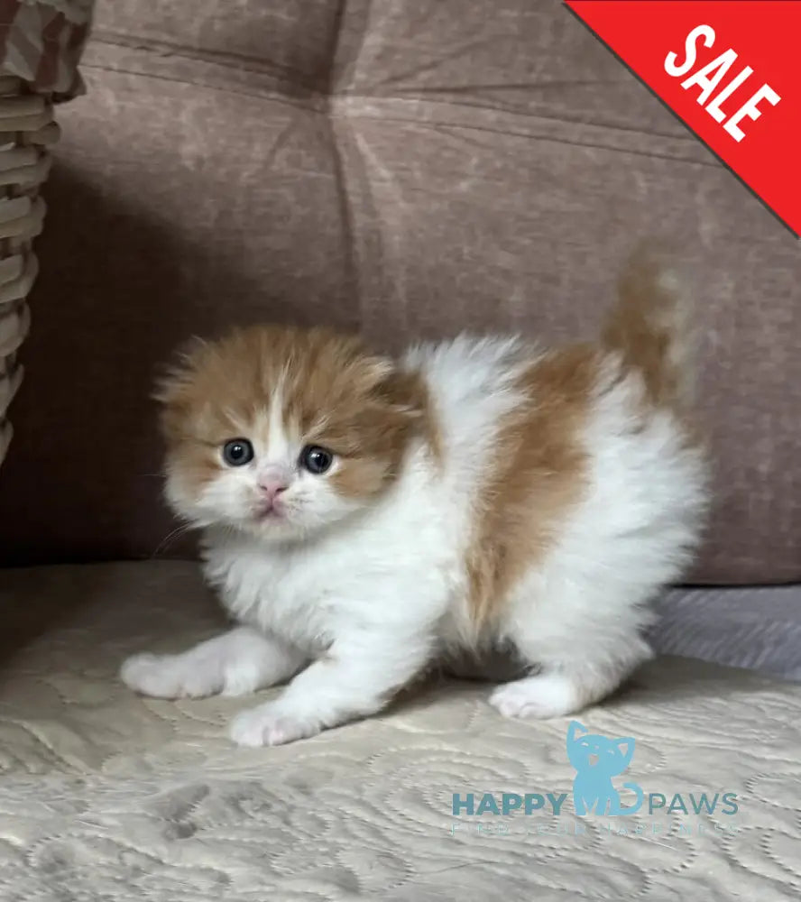 Iris Scottish Fold male red tabby bicolour live animals