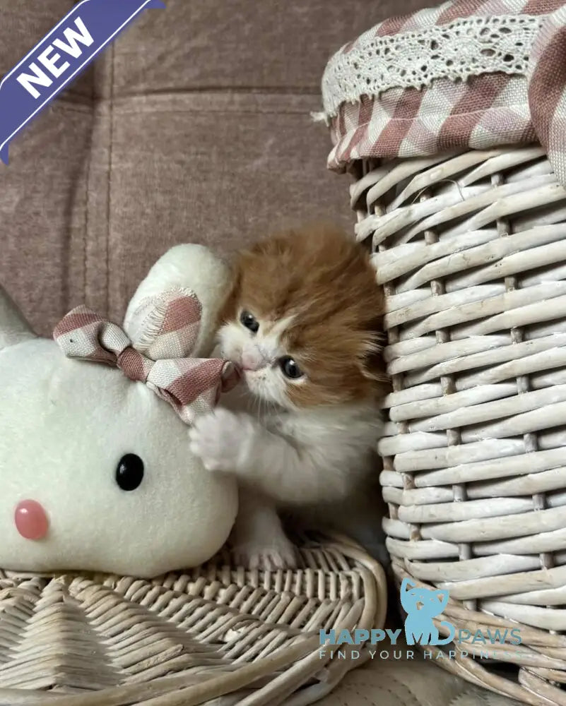 Iris Scottish Fold male red tabby bicolour live animals