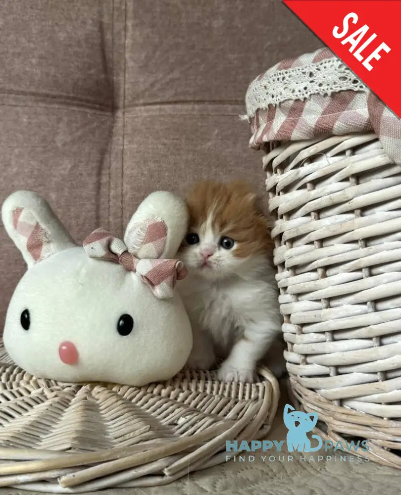 Iris Scottish Fold male red tabby bicolour live animals