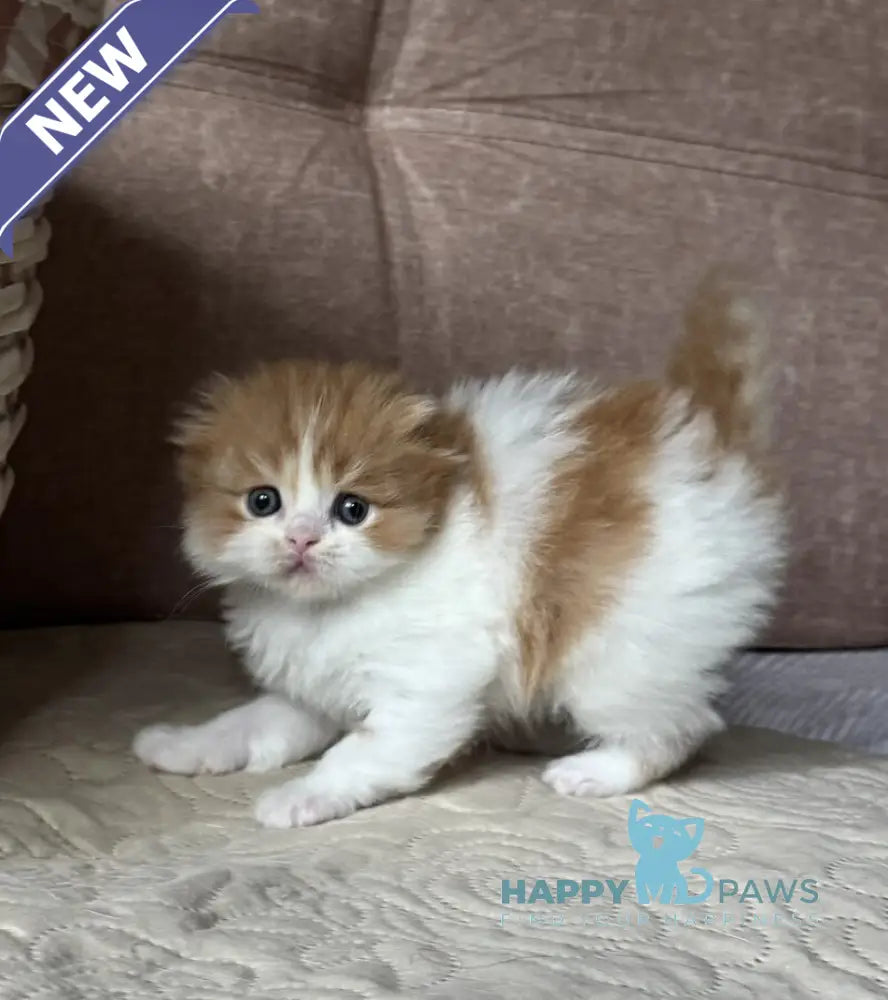 Iris Scottish Fold male red tabby bicolour live animals