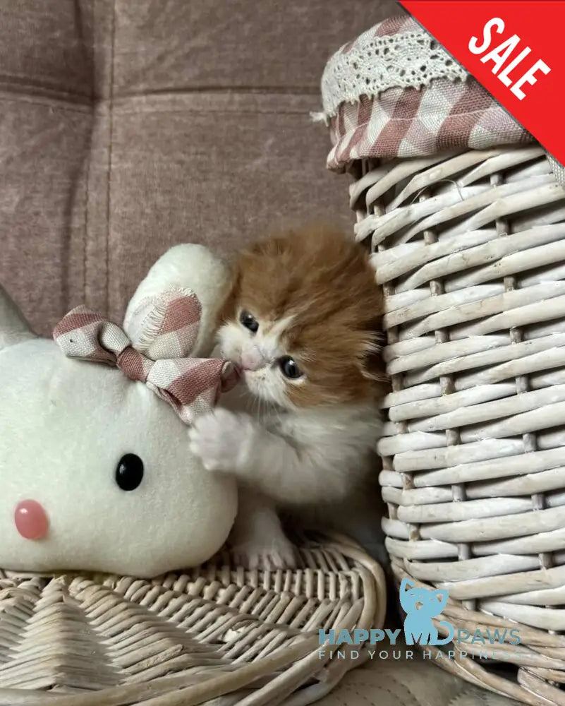 Iris Scottish Fold male red tabby bicolour live animals