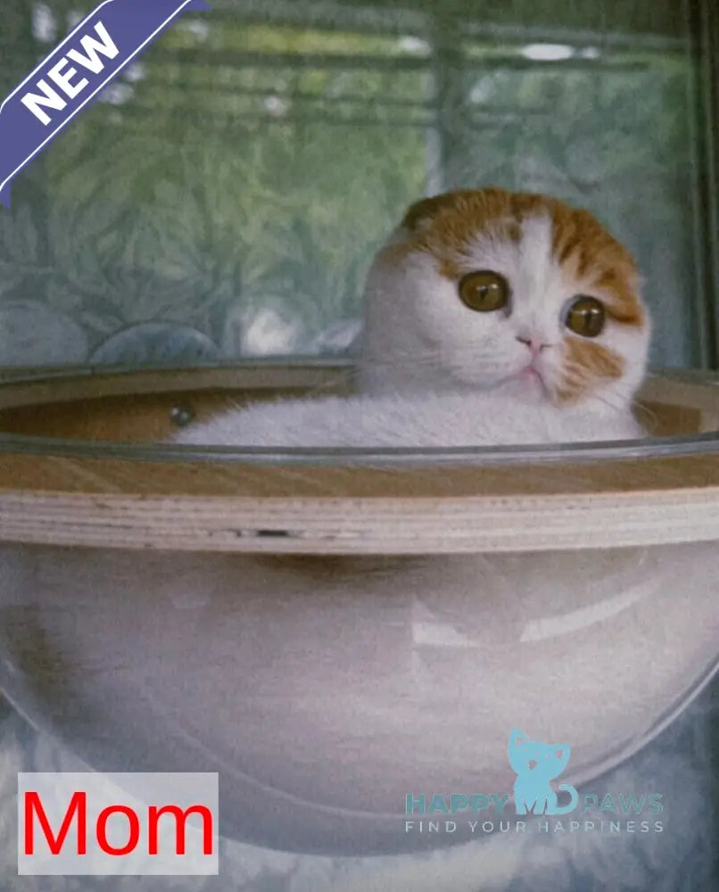 Iris Scottish Fold male red tabby bicolour live animals