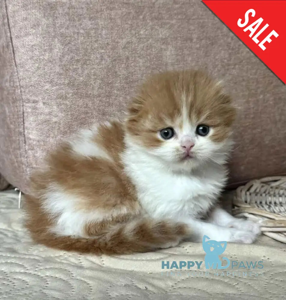 Iris Scottish Fold male red tabby bicolour live animals