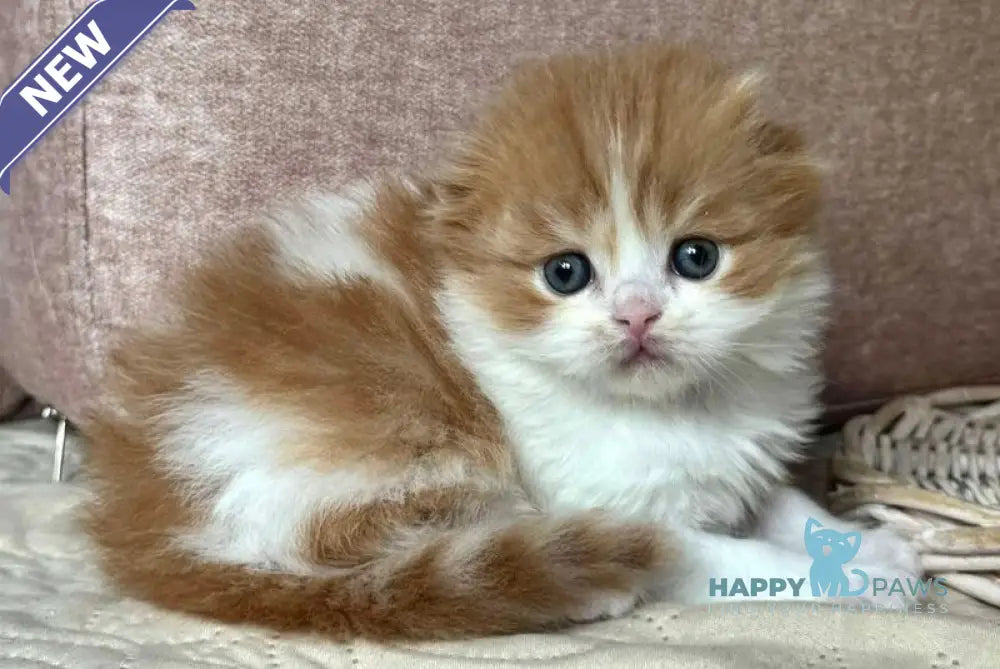 Iris Scottish Fold male red tabby bicolour live animals