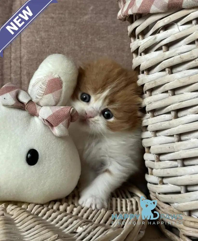 Iris Scottish Fold male red tabby bicolour live animals