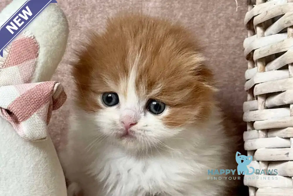 Iris Scottish Fold male red tabby bicolour live animals