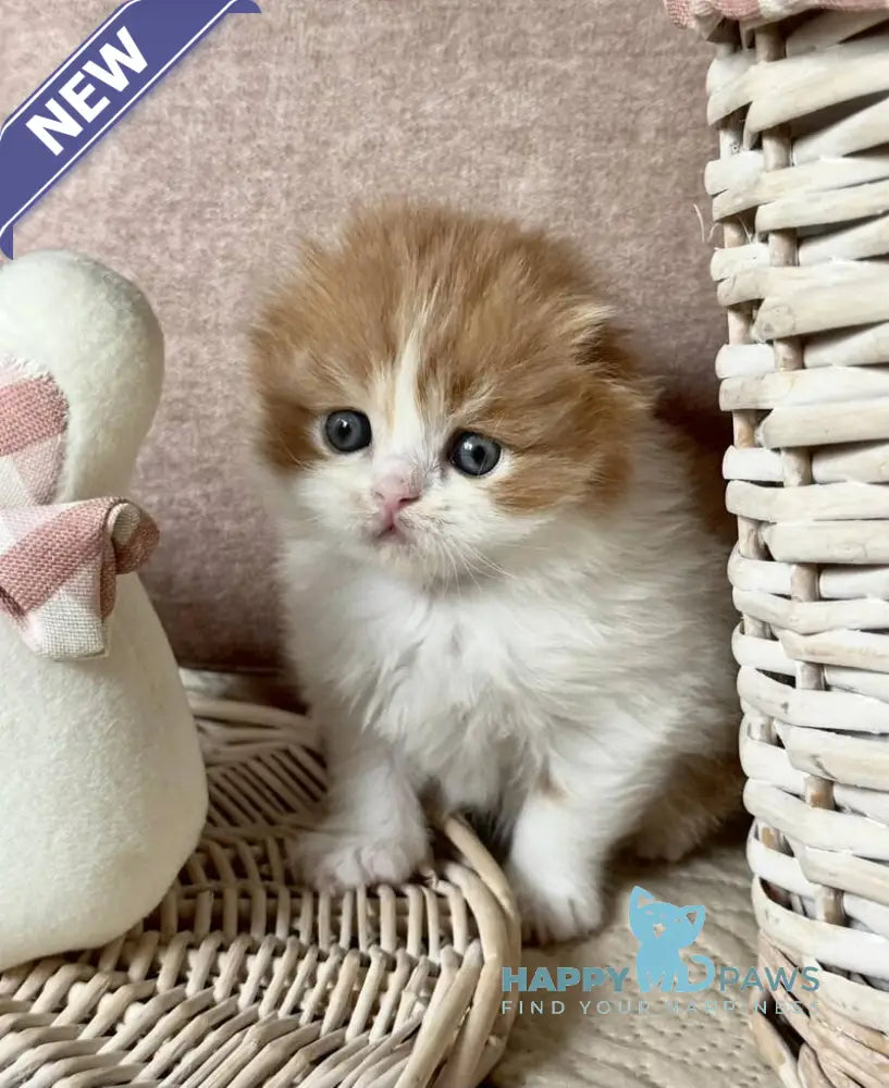 Iris Scottish Fold male red tabby bicolour live animals