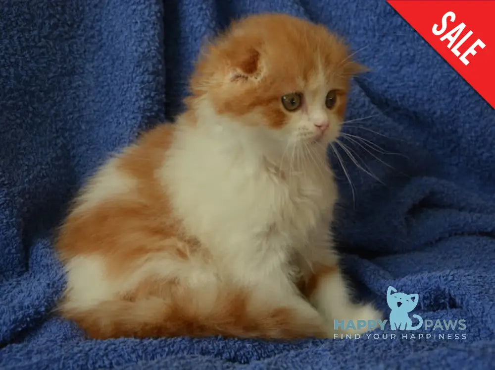 Iris Scottish Fold male red tabby bicolour live animals