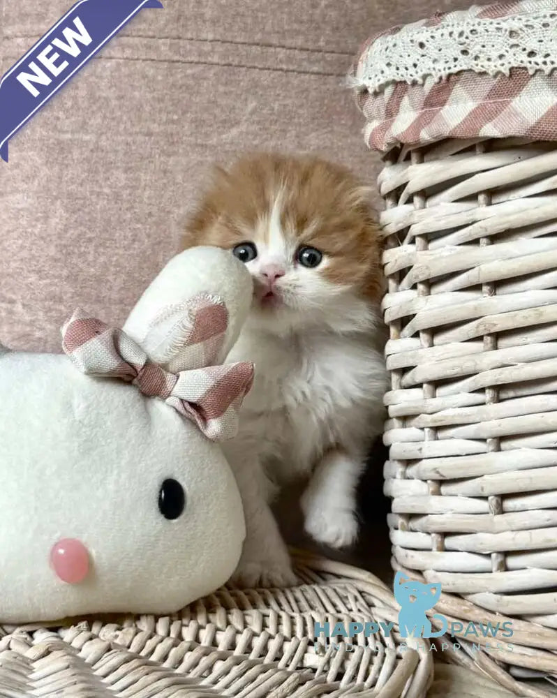 Iris Scottish Fold male red tabby bicolour live animals