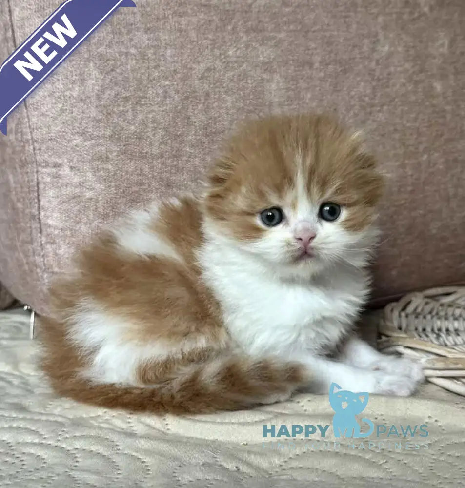Iris Scottish Fold male red tabby bicolour live animals