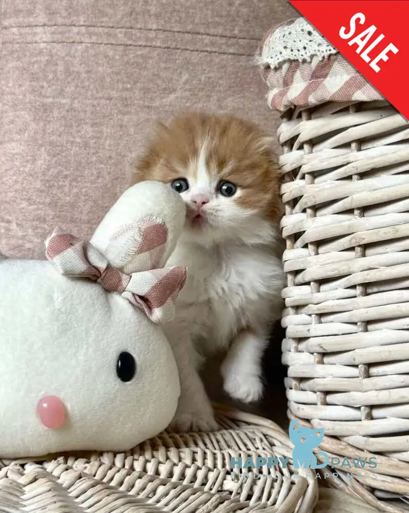 Iris Scottish Fold male red tabby bicolour live animals