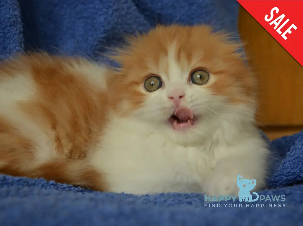 Iris Scottish Fold male red tabby bicolour live animals