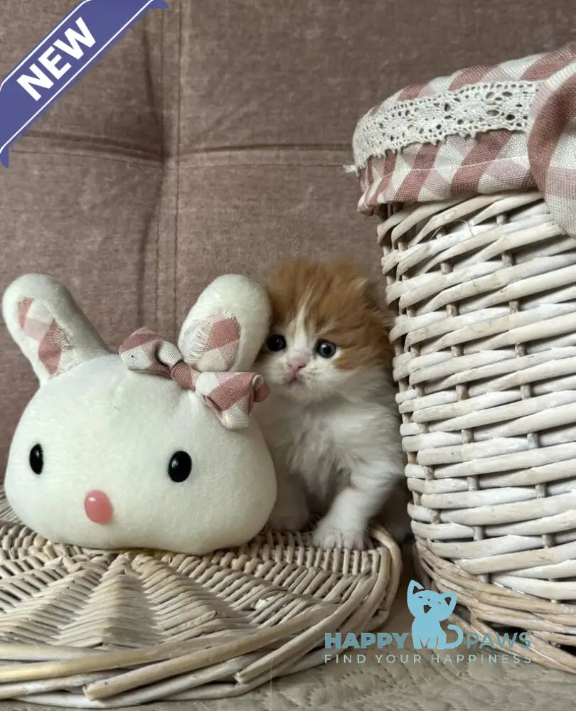 Iris Scottish Fold male red tabby bicolour live animals