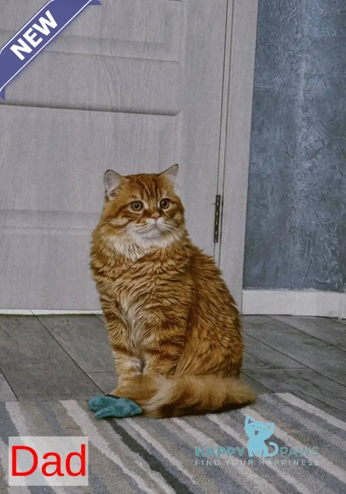 Iris Scottish Fold male red tabby bicolour live animals